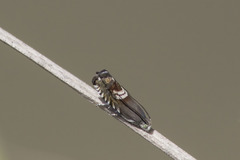 Grapholita internana