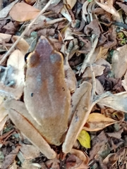 Craugastor metriosistus
