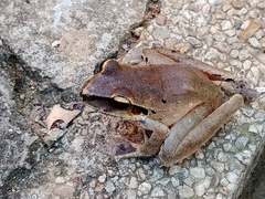 Craugastor metriosistus