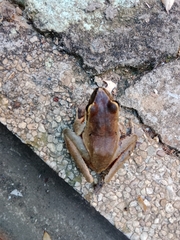Craugastor metriosistus