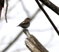 Ficedula hypoleuca