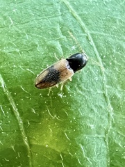 Horistonotus curiatus