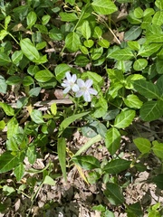 Claytonia virginica