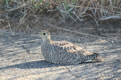 Pterocles bicinctus multicolor