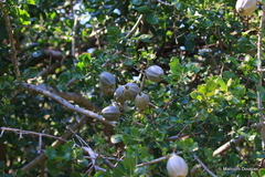Gardenia volkensii