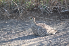Pterocles bicinctus multicolor