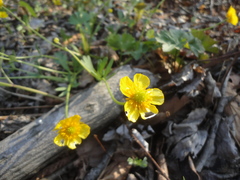 Ranunculus franchetii