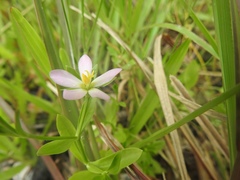 Sabatia calycina