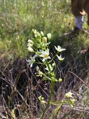 Toxicoscordion fontanum