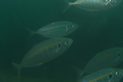 Selaroides leptolepis
