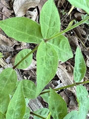 Silene stellata
