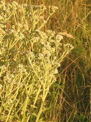 Pseudognaphalium elegans