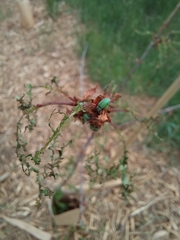 Phyllobius virideaeris