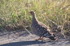 Pterocles bicinctus multicolor