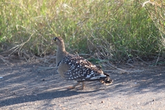 Pterocles bicinctus multicolor