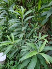 Blumea balsamifera