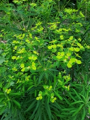 Euphorbia jolkinii