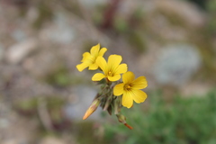 Oxalis urubambensis