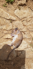 Acomys dimidiatus