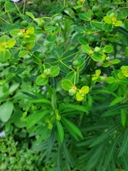 Euphorbia jolkinii