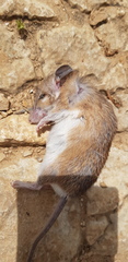 Acomys dimidiatus