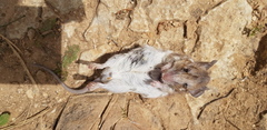 Acomys dimidiatus