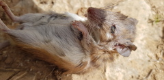 Acomys dimidiatus