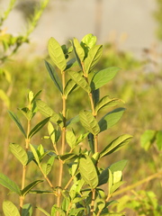Viburnum tinoides