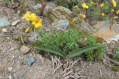 Oxalis urubambensis