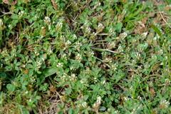 Trifolium scabrum