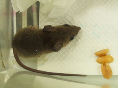 Rattus tanezumi