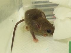 Rattus tanezumi