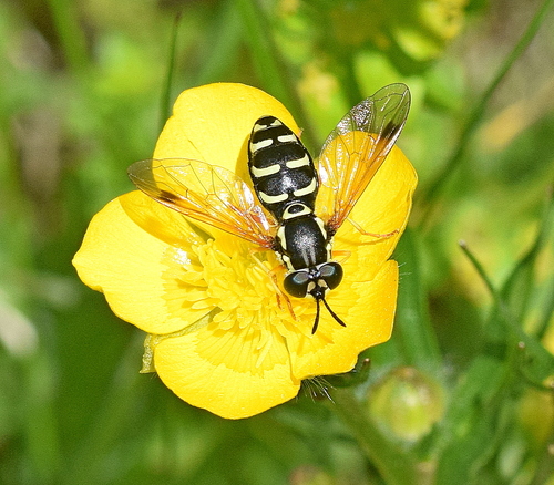 Chrysotoxum festivum nuotrauka