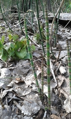 Equisetum laevigatum