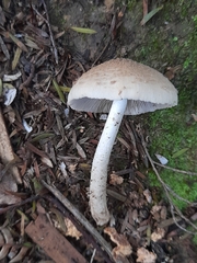 Fungi