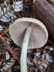 Fungi