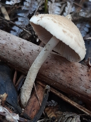 Fungi