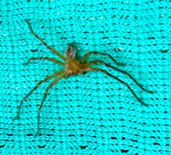 Curicaberis culiacan