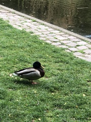 Anas platyrhynchos