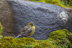 Crithagra symonsi