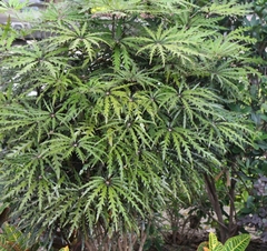Plerandra elegantissima