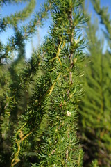 Cliffortia paucistaminea