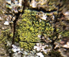 Candelariella xanthostigma