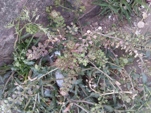 Lepidium meyenii, photograph 5