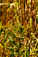 Eriosema parviflorum