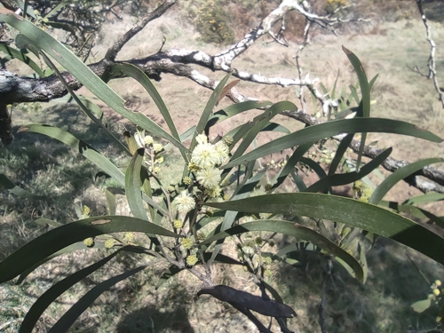 Image of Acacia heterophylla by (c) Augustin Soulard, some rights reserved (CC BY)