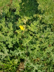 Solanum fructu-tecto