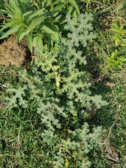 Solanum fructu-tecto