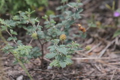 Prosopis reptans