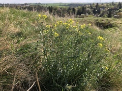 Erysimum crepidifolium